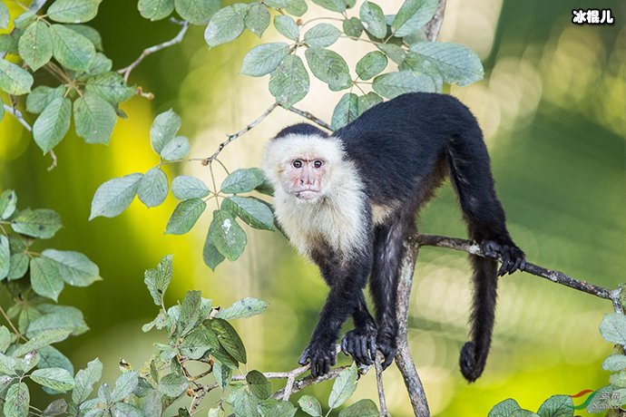 网传一段卷尾猴用石头砸玻璃视频