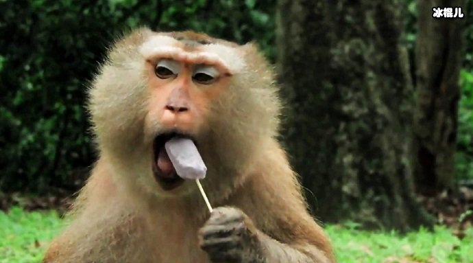猴子在吃东西