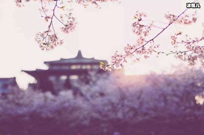 穿和服进武大赏樱被打