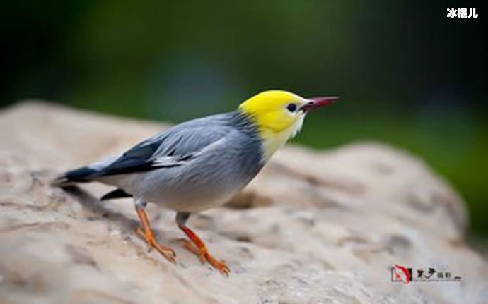 金丝雀形容女人什么