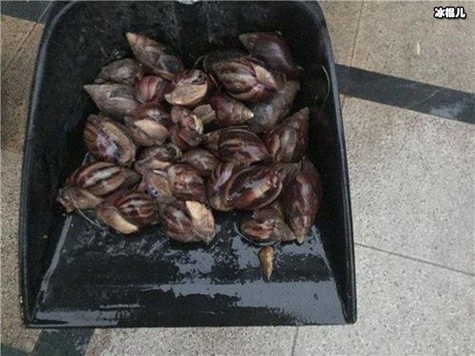 福建某小区发现的大量非洲大蜗牛