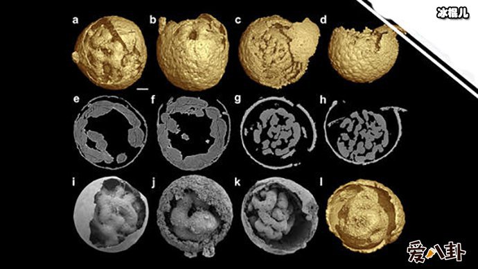 笼脊球解答这一问题