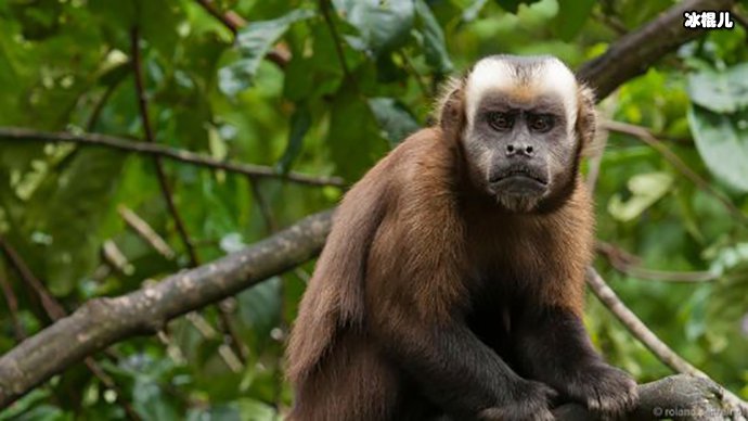 网友调侃表示这猴是要拍猩球崛起吗