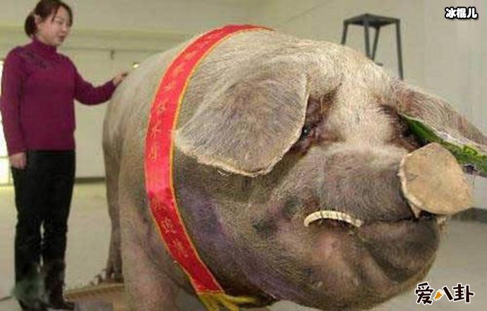 重达1800斤的猪王