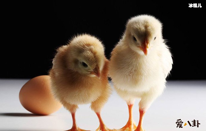 先有鸡还是先有蛋