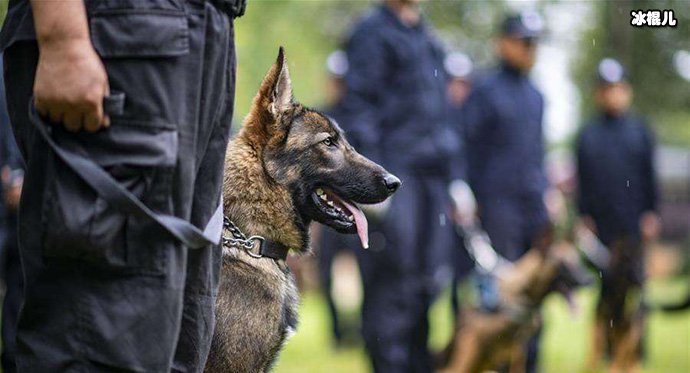 我国第一只克隆犬已经考上“公务员”了