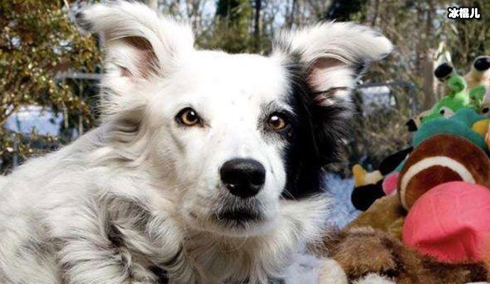 世上最聪明狗狗去世