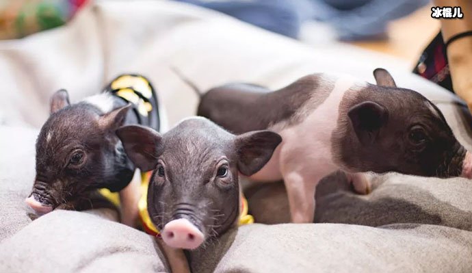 宠物猪二师兄要营业了