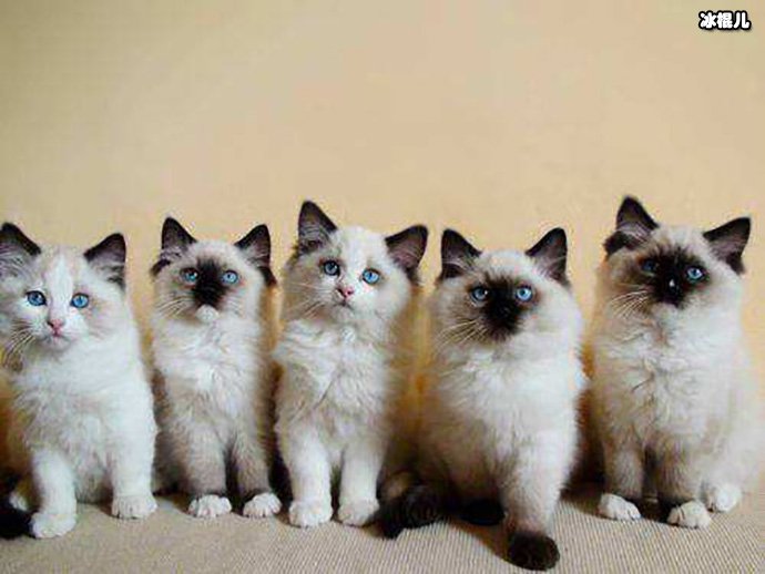 猫奴买房专门养猫这样做法对吗