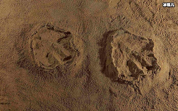 中国江西赣州发现霸王龙足迹