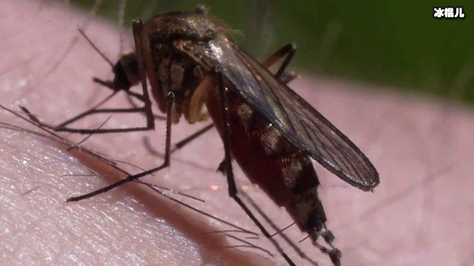 类为蚊子献血