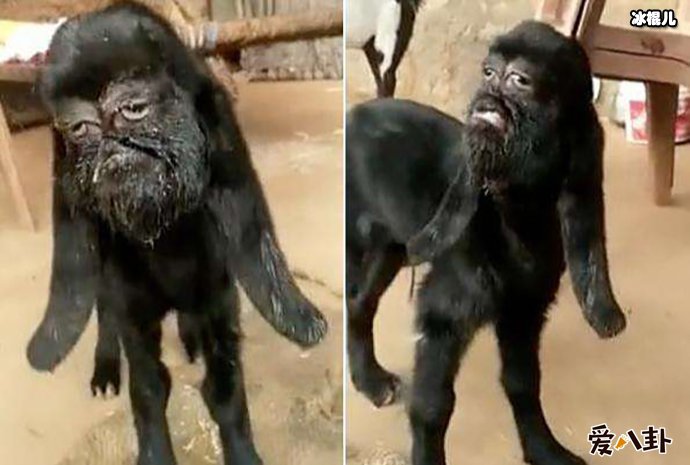 印度一山羊长人脸