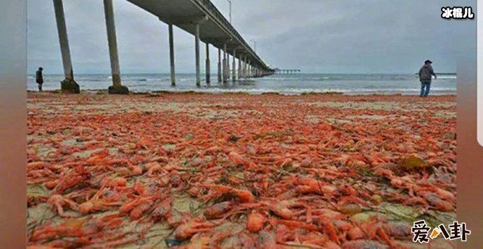 荷兰的小龙虾成灾害