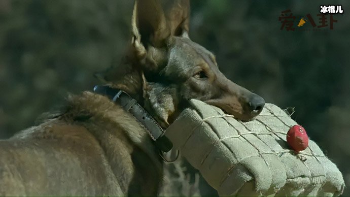 姚守岗军犬事件起底