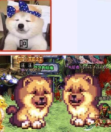 DNF宠物金毛球为何成为玩家心中的经典选择？