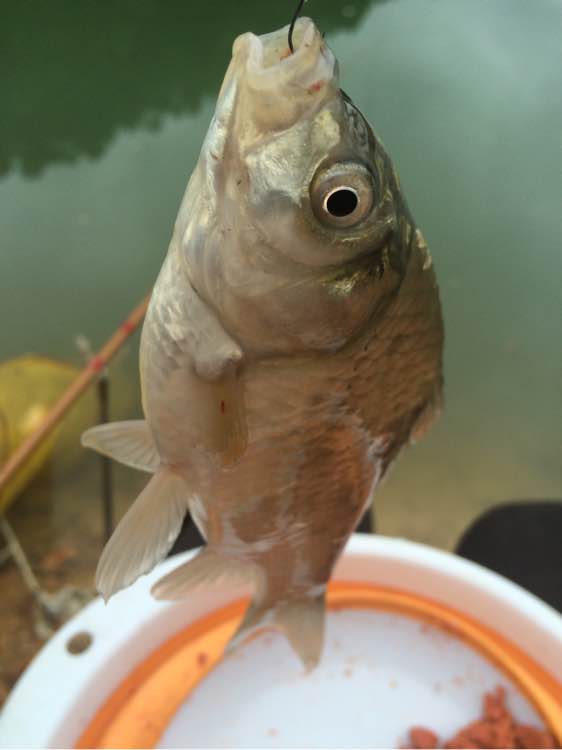 钓鱼日常_钓鱼经验分享_钓鱼技巧教程