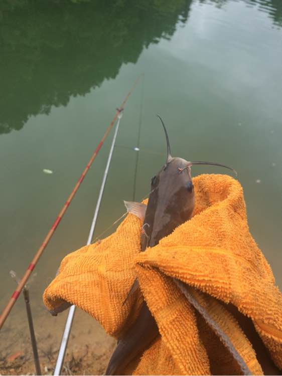 钓鱼经验分享_钓鱼日常_钓鱼技巧教程