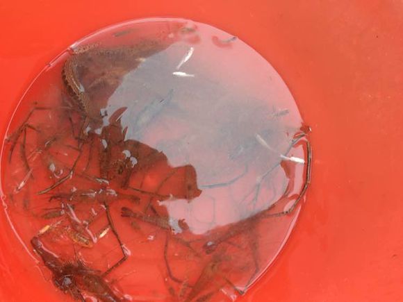 钓鱼经验分享_钓鱼日常_钓鱼技巧教程