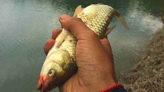 钓鱼经验分享_钓鱼技巧教程_钓鱼日常