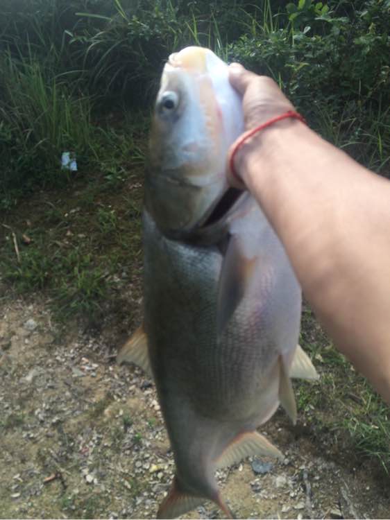 钓鱼日常_钓鱼技巧教程_钓鱼经验分享