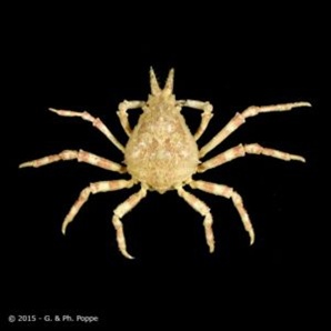 动物拉丁学名命名_2xing_致敬名人动物名字