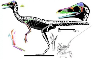 致敬名人动物名字_2xing_动物拉丁学名命名