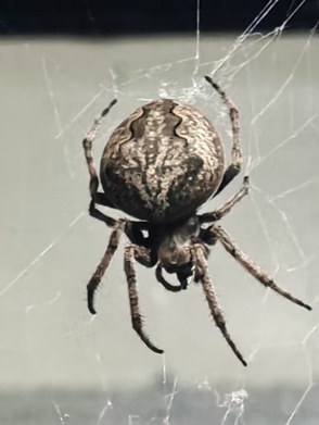 致敬名人动物名字_2xing_动物拉丁学名命名