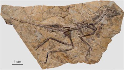 致敬名人动物名字_2xing_动物拉丁学名命名