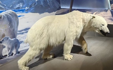 2xing_致敬名人动物名字_动物拉丁学名命名