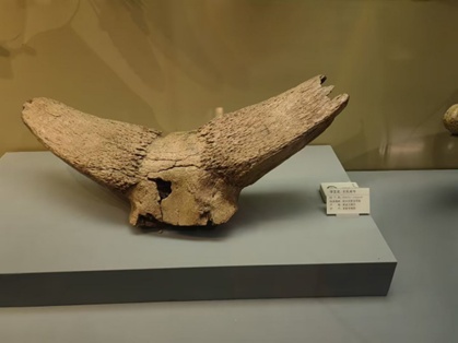 动物拉丁学名命名_2xing_致敬名人动物名字