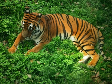 致敬名人动物名字_动物拉丁学名命名_2xing