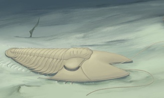 动物拉丁学名命名_致敬名人动物名字_2xing