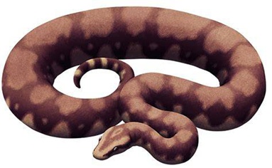 致敬名人动物名字_动物拉丁学名命名_2xing