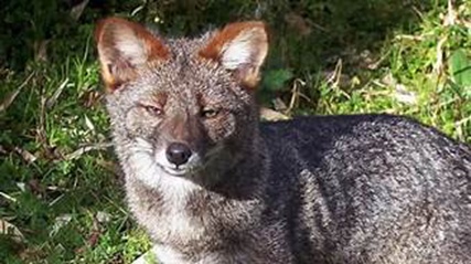 致敬名人动物名字_动物拉丁学名命名_2xing