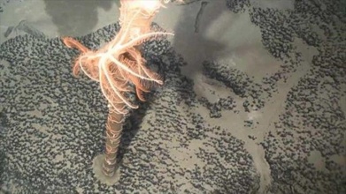 2xing_动物拉丁学名命名_致敬名人动物名字