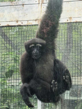 动物拉丁学名命名_2xing_致敬名人动物名字