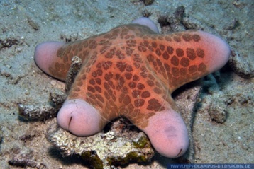 致敬名人动物名字_动物拉丁学名命名_2xing