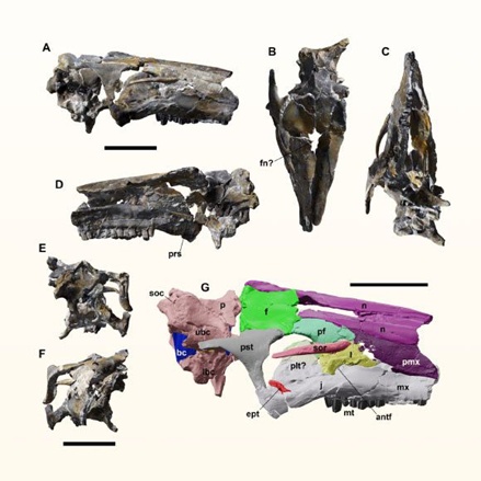 致敬名人动物名字_2xing_动物拉丁学名命名