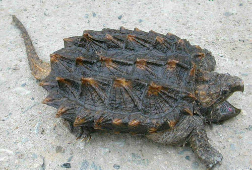 入侵物种 美食 钓鱼_钓鱼 烹饪