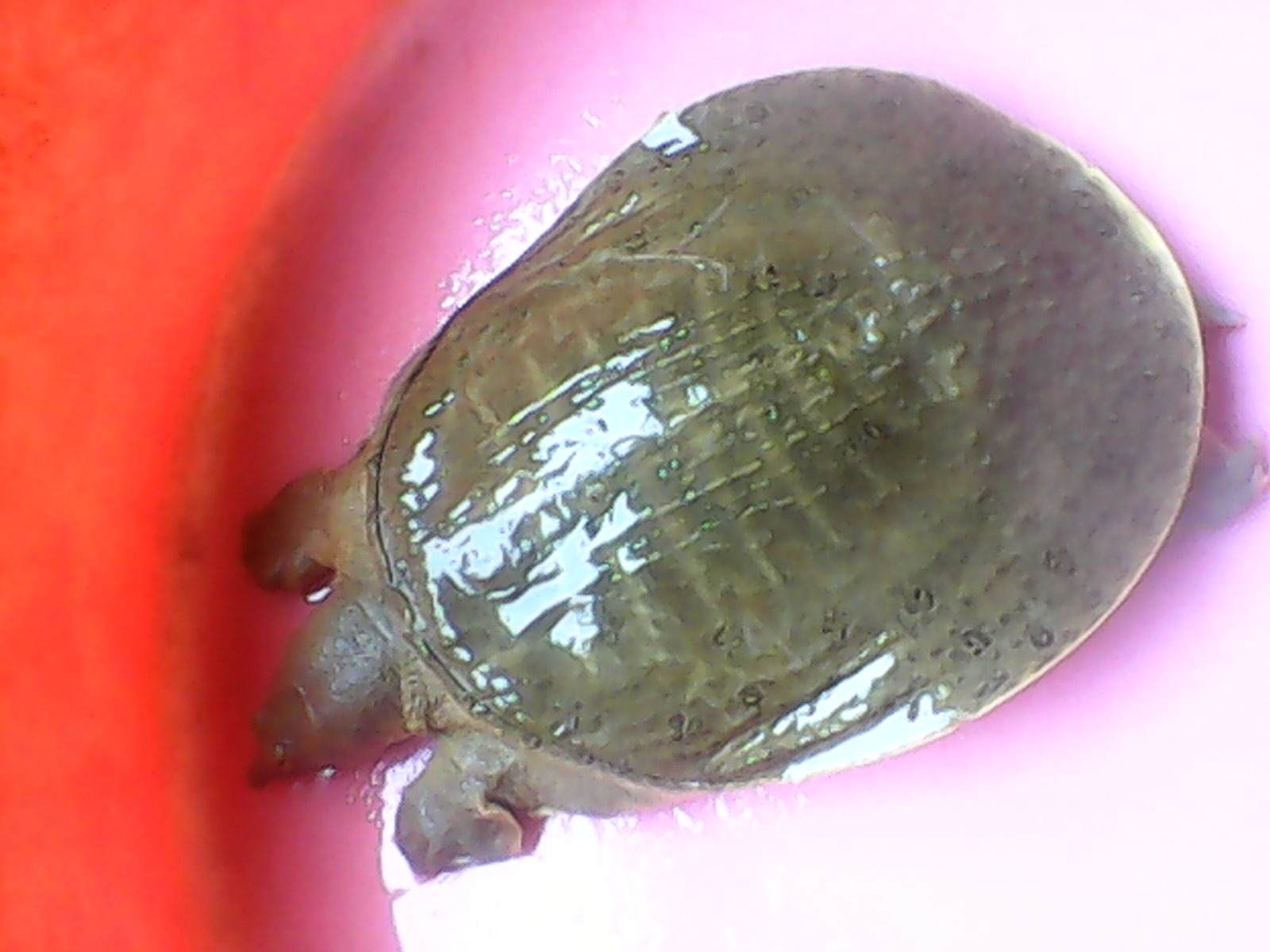 钓鱼 烹饪_入侵物种 美食 钓鱼