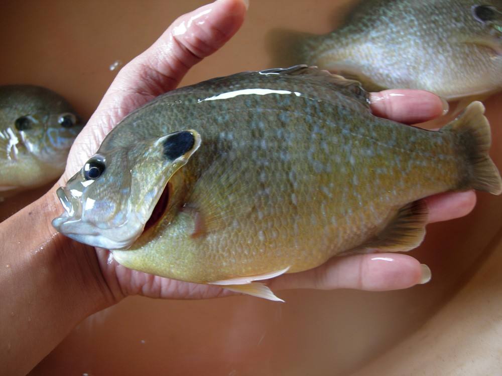 入侵物种 美食 钓鱼_钓鱼 烹饪