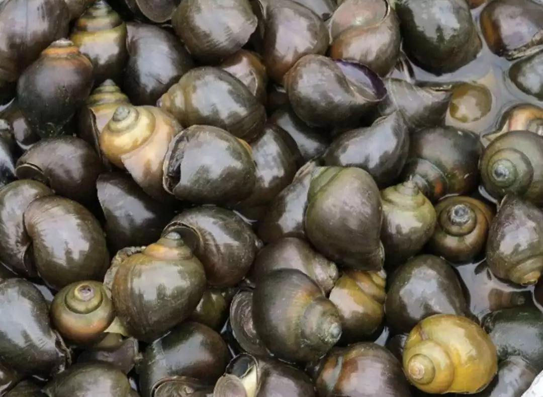 入侵物种 美食 钓鱼_钓鱼 烹饪