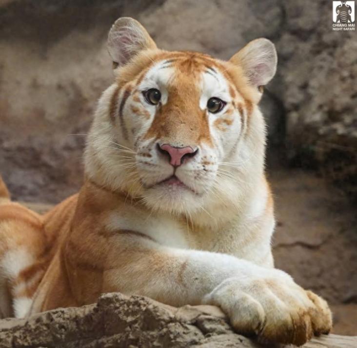 突变草莓_草莓变异能吃吗_草莓变异有什么危害