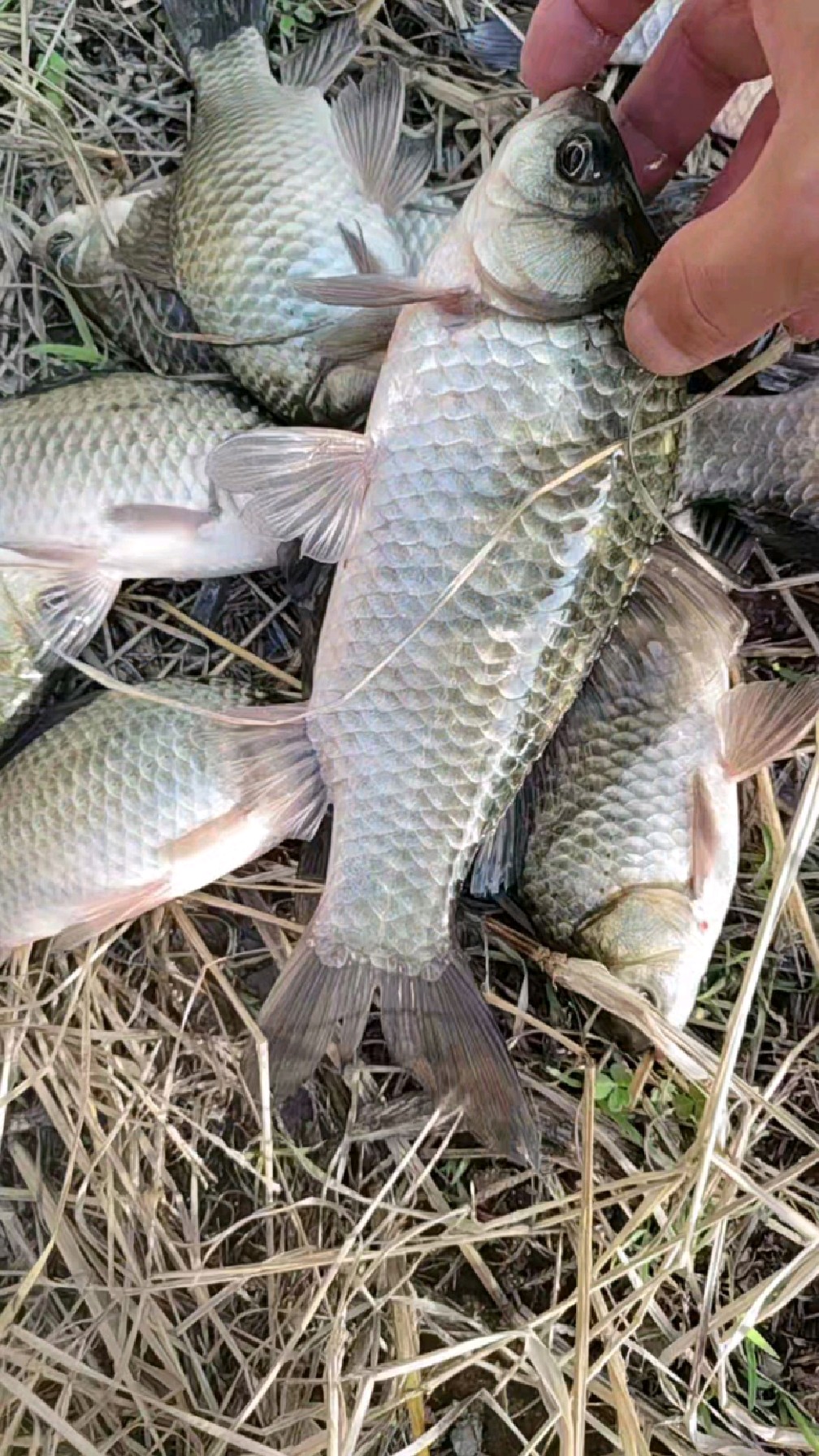 鲫鱼与大板鲫的区别_鲫鱼和板鲫_鲫鱼区别大板鲫和小鲫鱼