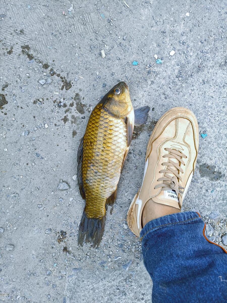 鲫鱼与大板鲫的区别_鲫鱼区别大板鲫和小鲫鱼_鲫鱼和板鲫