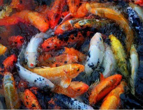 鲫鱼与大板鲫的区别_银鲫介绍_鲫鱼种类