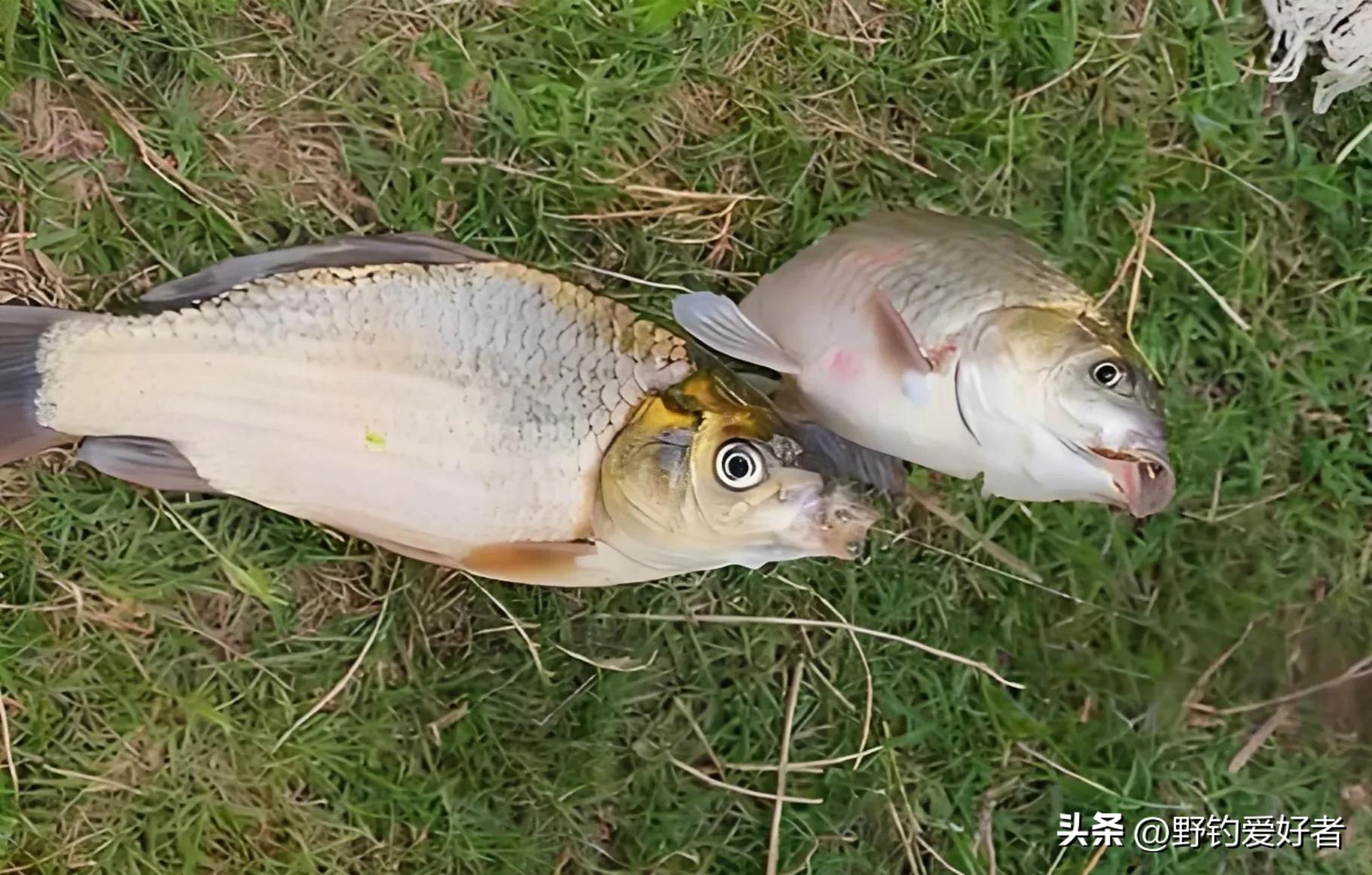 钓鲫鱼调鱼漂的正确方法视频_浮钓鲫鱼怎么调漂_钓鲫怎么样调浮漂