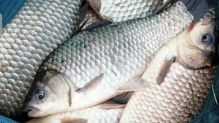 鲫鱼和板鲫_鲫鱼区别大板鲫和小鱼_鲫鱼与大板鲫的区别