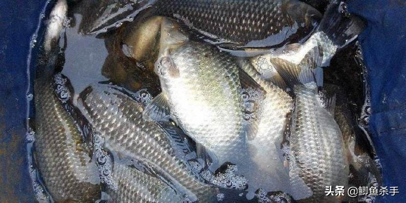 鲫鱼品种_鲫鱼与大板鲫的区别_鲫鱼养殖
