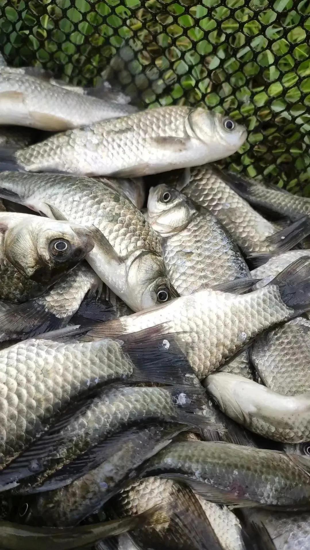 鲫鱼与大板鲫的区别_鲫鱼区别大板鲫和小鱼_鲫鱼和板鲫